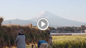 『2018年度日本豊受自然農朝日米収穫』