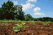 20140629_farm_09.jpg