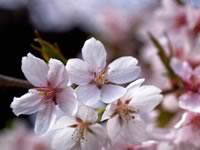 sakura.jpg