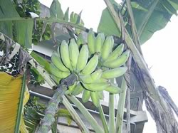 沖縄バナナ