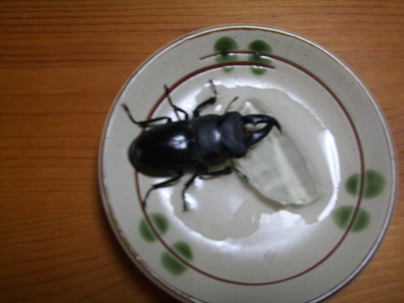 http://www.homoeopathy.ac/staffblog/2010/10/21/%E7%94%BB%E5%83%8F.jpg