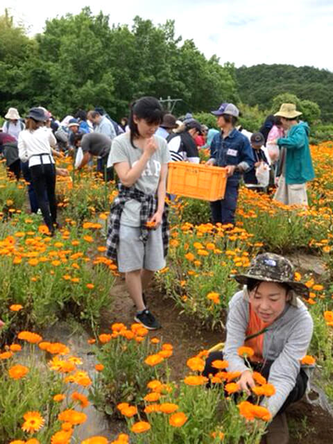 カレンデュラ収穫｜豊受自然農・静岡函南農場「とらこ先生と行く　花摘みツアー」～１日まるごと豊受自然農体験ツアー～