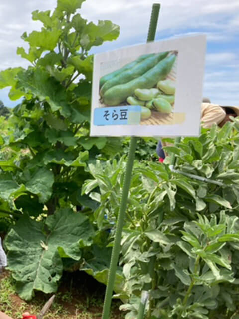 そら豆収穫｜豊受自然農・静岡函南農場「とらこ先生と行く　花摘みツアー」～１日まるごと豊受自然農体験ツアー～